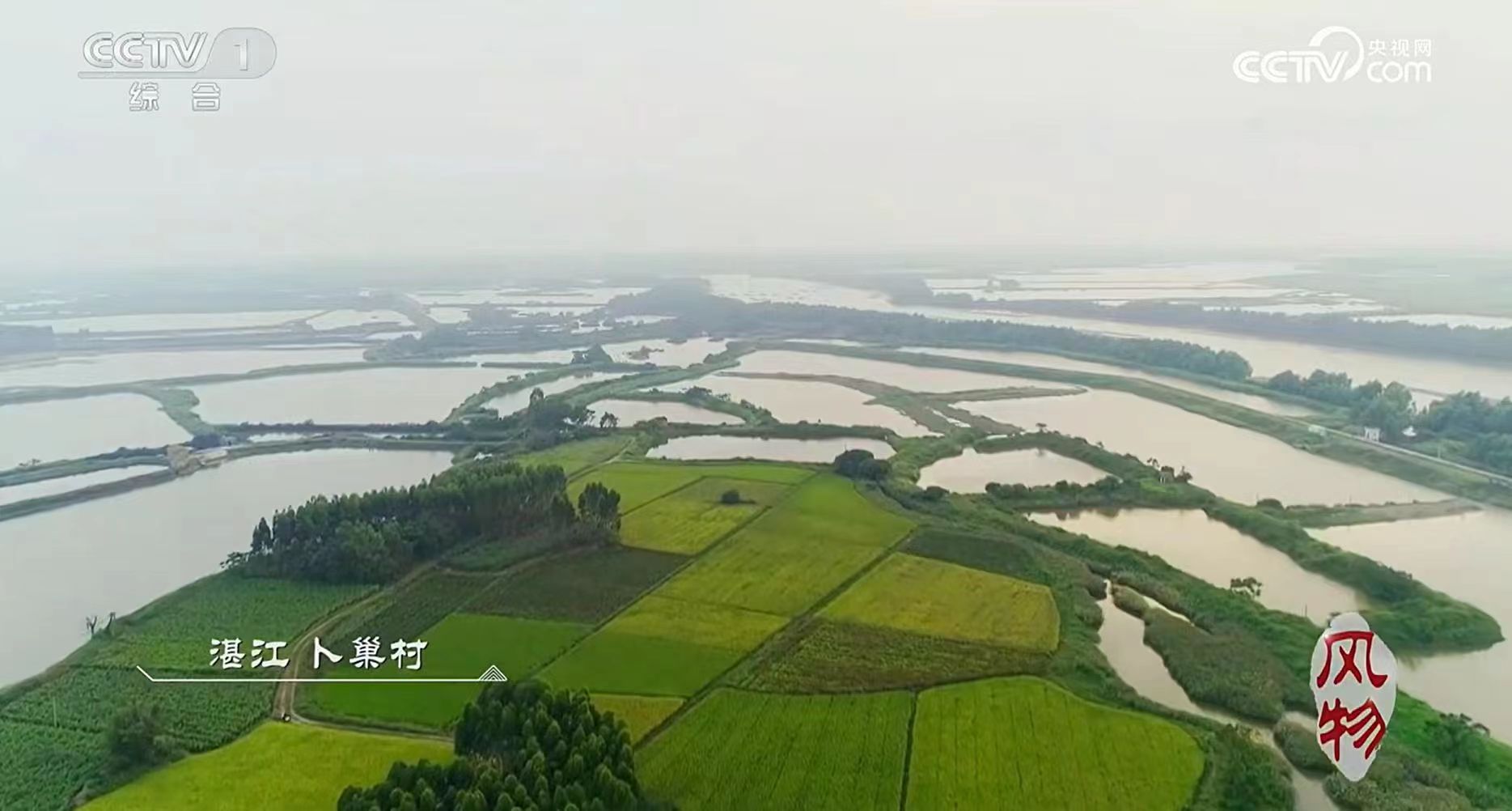 湛江海水稻作為壓軸節目在廣西水稻,浙江水稻,黑龍江水稻後亮相.