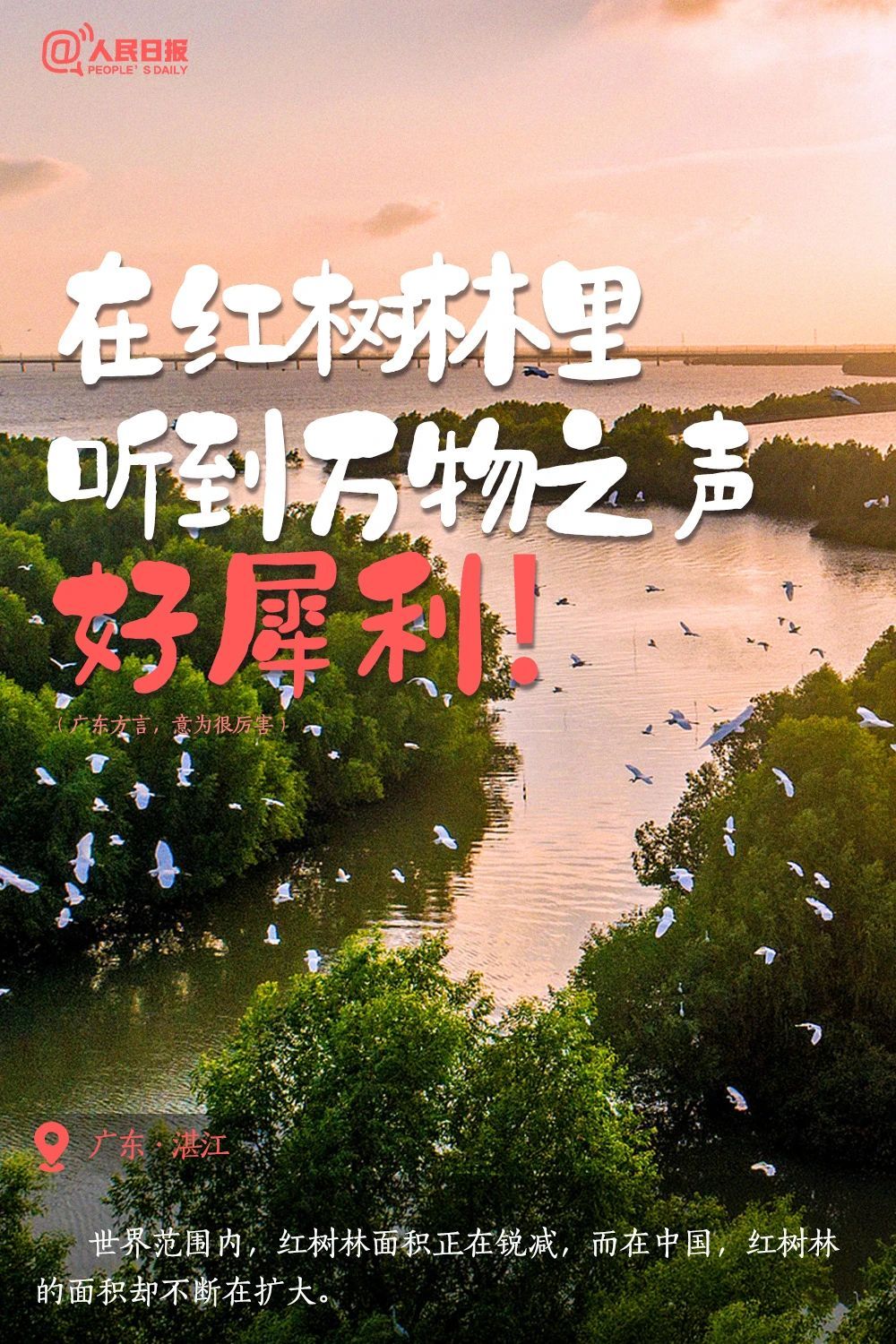 湛江红树林靓丽出镜！6月5日人民日报官微发推文《顶级浪漫！》